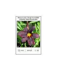 Hemerocallis-Black-Emanuelle.jpg