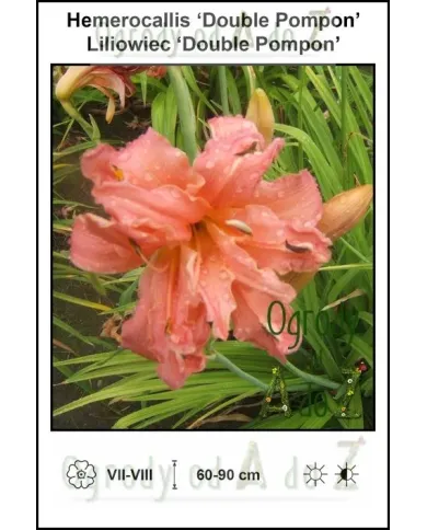 Hemerocallis-Double-Pompon.jpg