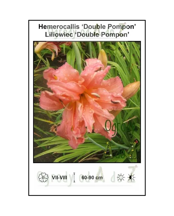 Hemerocallis-Double-Pompon.jpg