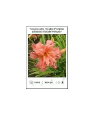 Hemerocallis-Double-Pompon.jpg