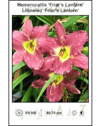 Hemerocallis-Friars-Lantern.jpg Hemerocallis-Friars-Lantern.jpg