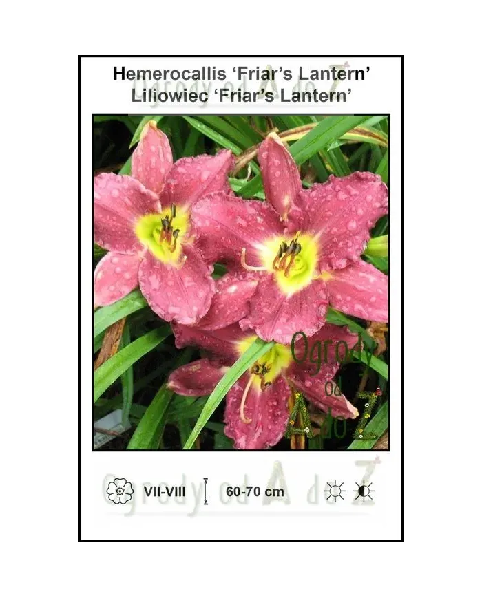 Hemerocallis-Friars-Lantern.jpg