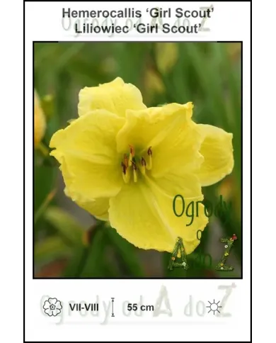 Hemerocallis-Girl-Scout.jpg Hemerocallis-Girl-Scout.jpg