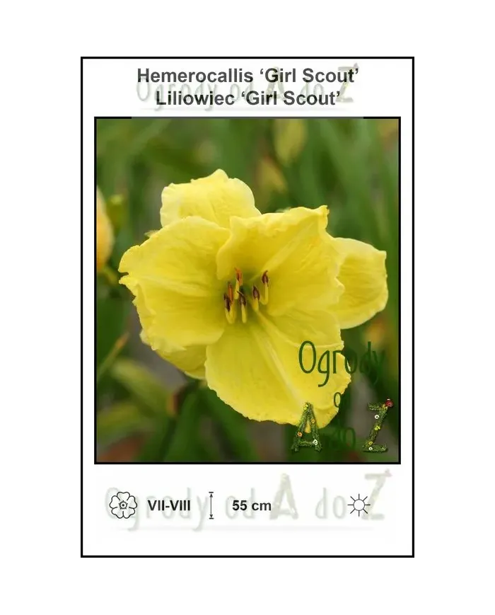 Hemerocallis-Girl-Scout.jpg