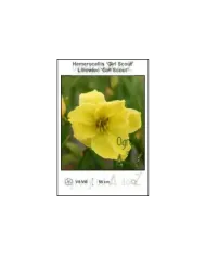 Hemerocallis-Girl-Scout.jpg