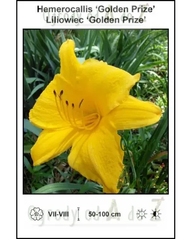 Hemerocallis-Golden-Prize.jpg Hemerocallis-Golden-Prize.jpg