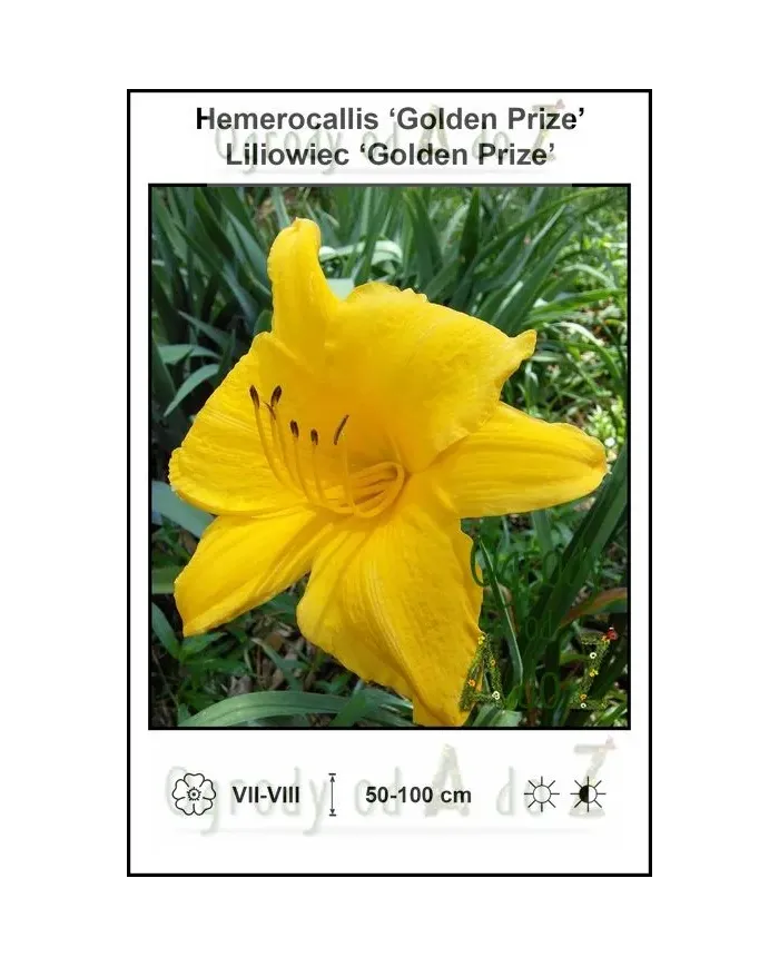 Hemerocallis-Golden-Prize.jpg