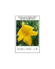 Hemerocallis-Golden-Prize.jpg