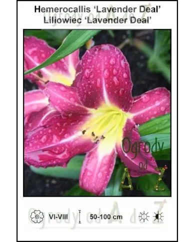 Hemerocallis-Lavender-Deal.jpg Hemerocallis-Lavender-Deal.jpg