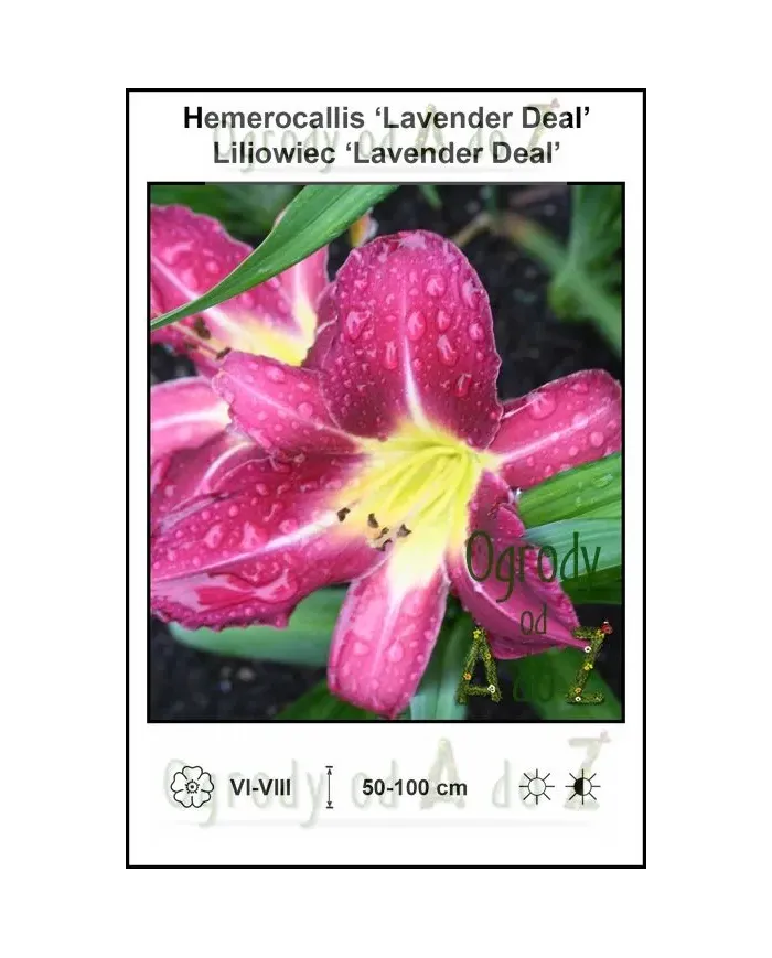 Hemerocallis-Lavender-Deal.jpg