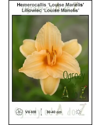 Hemerocallis-Louise-Manelis.jpg Hemerocallis-Louise-Manelis.jpg