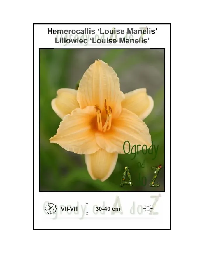 Hemerocallis-Louise-Manelis.jpg