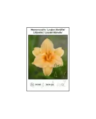Hemerocallis-Louise-Manelis.jpg