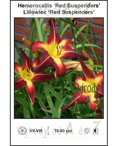 Hemerocallis-Red-Suspenders.jpg Hemerocallis-Red-Suspenders.jpg