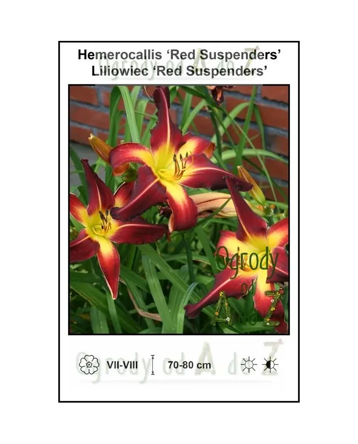 Hemerocallis-Red-Suspenders.jpg