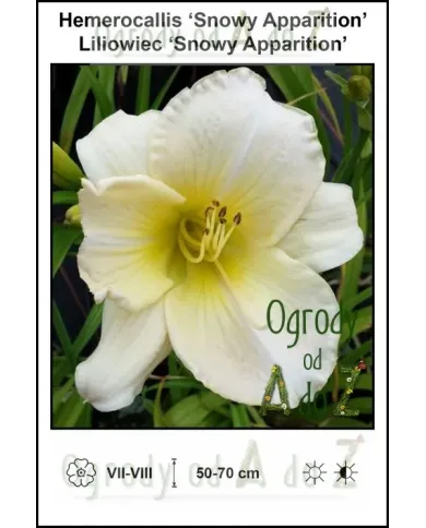 Hemerocallis-Snowy-Apparition.jpg Hemerocallis-Snowy-Apparition.jpg