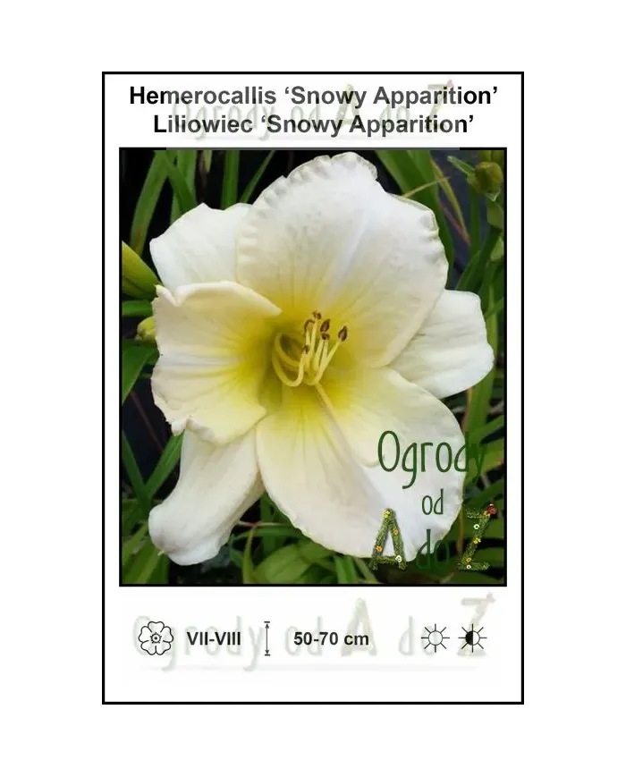 Hemerocallis-Snowy-Apparition.jpg