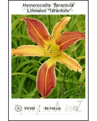 Hemerocallis-Tarantula.jpg Hemerocallis-Tarantula.jpg