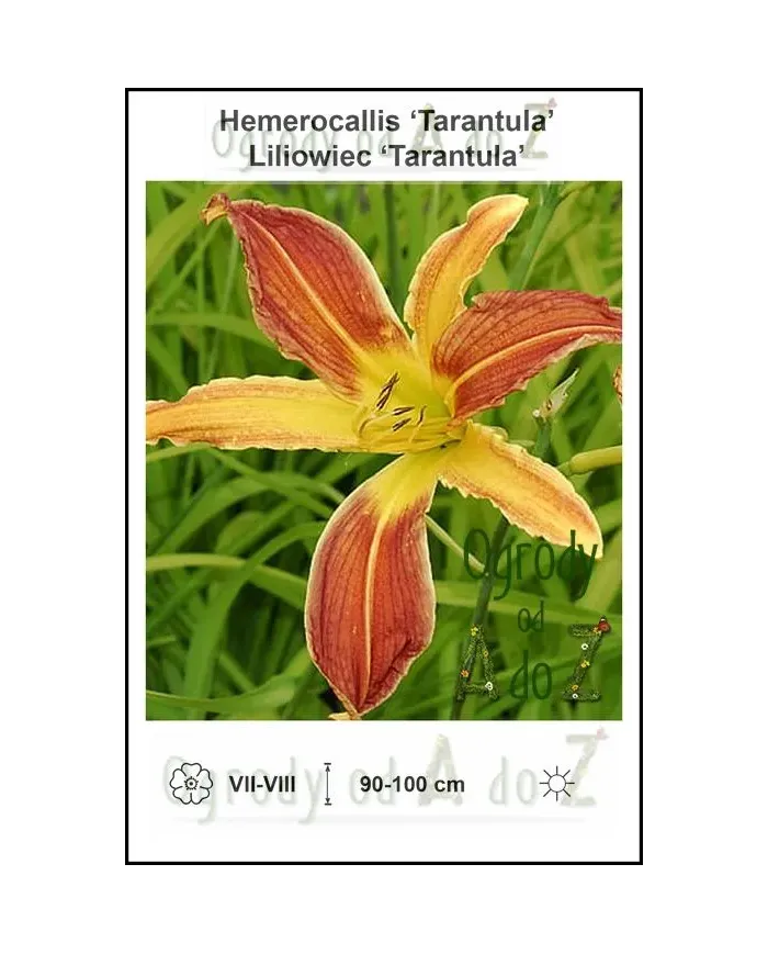 Hemerocallis-Tarantula.jpg