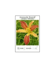 Hemerocallis-Tarantula.jpg