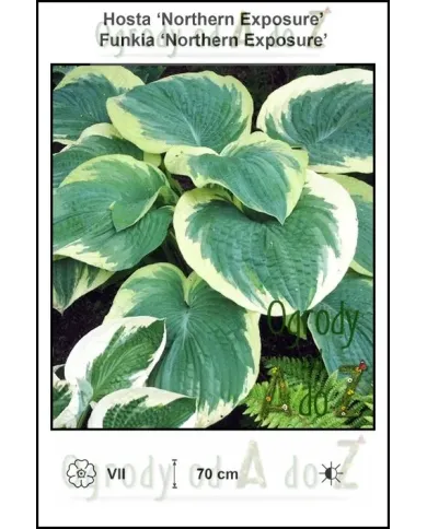 Hosta-Northern-Exposure.jpg