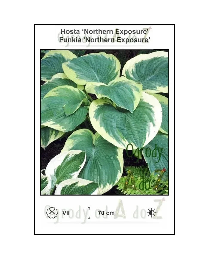 Hosta-Northern-Exposure.jpg
