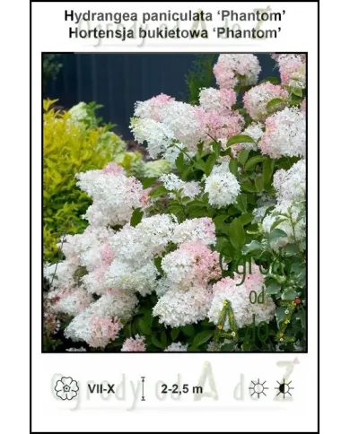 Hydrangea-paniculata-Phantom.jpg