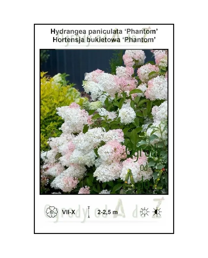 Hydrangea-paniculata-Phantom.jpg