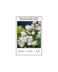 Hydrangea-paniculata-Phantom.jpg