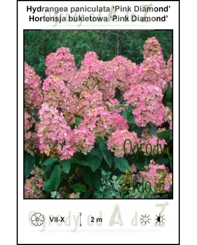 Hydrangea-paniculata-Pink-Diamond.jpg