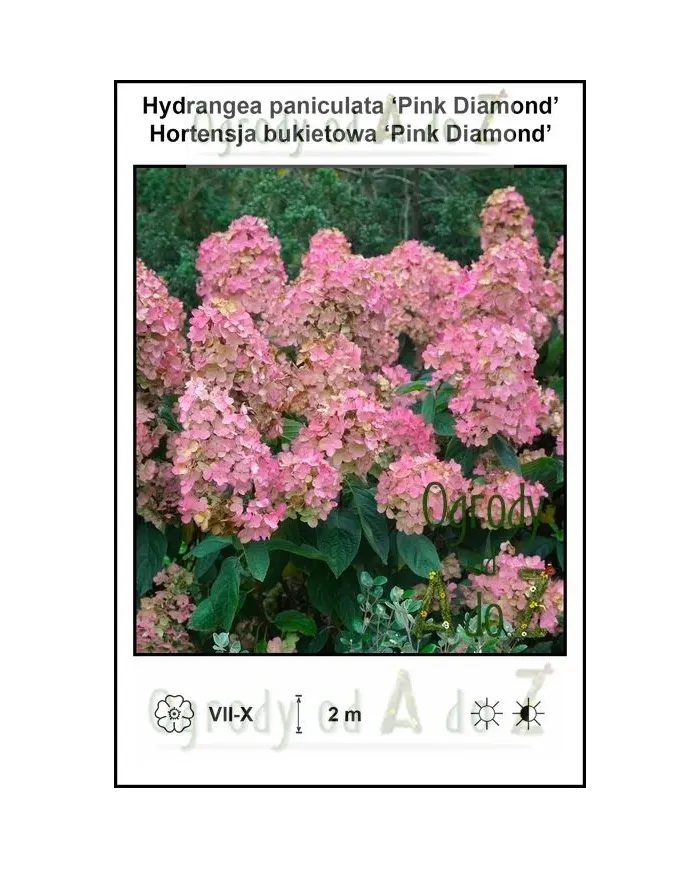 Hydrangea-paniculata-Pink-Diamond.jpg