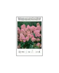 Hydrangea-paniculata-Pink-Diamond.jpg