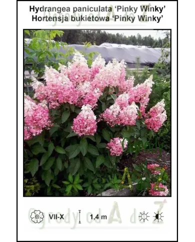 Hydrangea-paniculata-Pinky-Winky.jpg