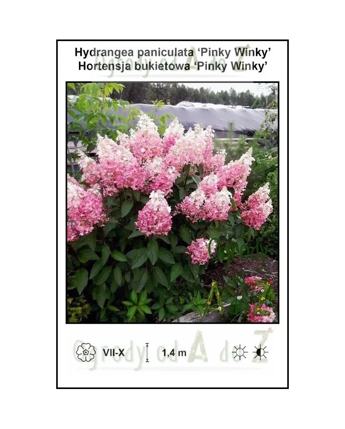 Hydrangea-paniculata-Pinky-Winky.jpg