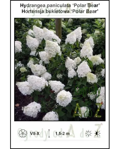 Hydrangea-paniculata-Polar-Bear.jpg