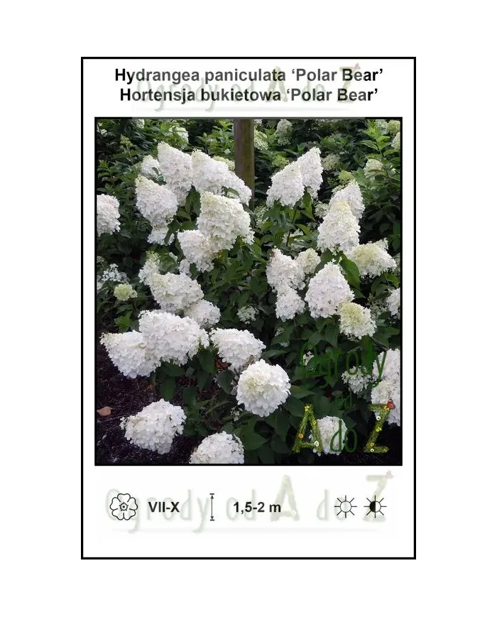 Hydrangea-paniculata-Polar-Bear.jpg