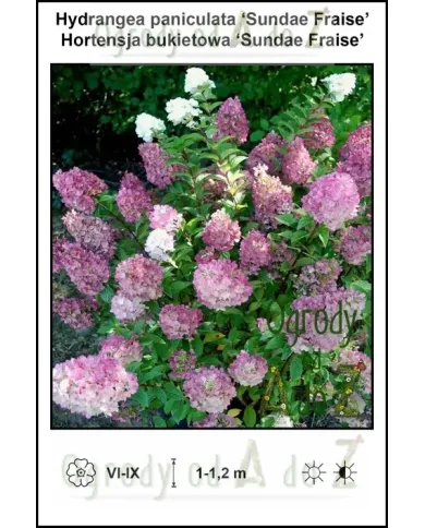 Hydrangea-paniculata-Sundae-Fraise.jpg