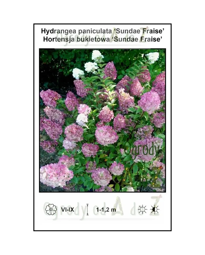 Hydrangea-paniculata-Sundae-Fraise.jpg