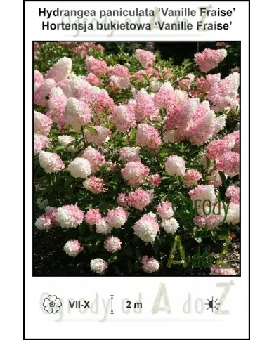 Hydrangea-paniculata-Vanille-Fraise.jpg
