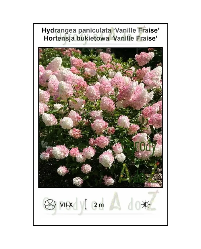 Hydrangea-paniculata-Vanille-Fraise.jpg