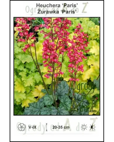 Heuchera Paris.jpg Heuchera Paris.jpg