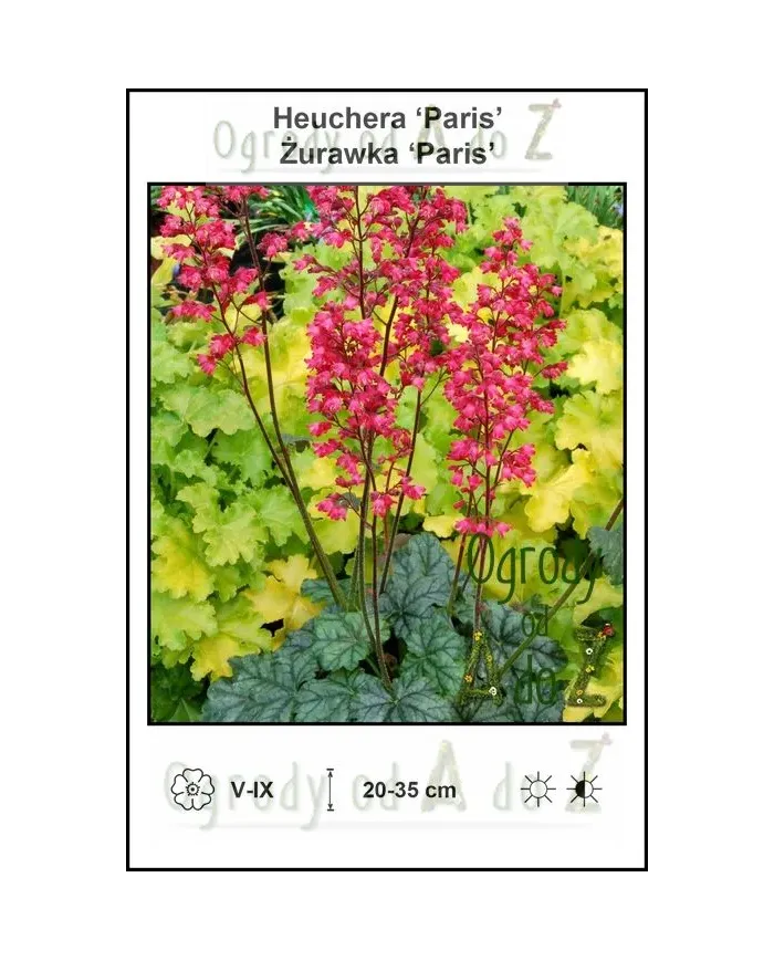 Heuchera Paris.jpg