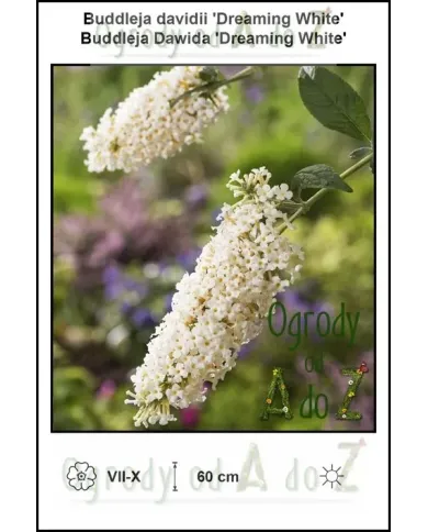 Buddleja-davidii-Dreaming-White.jpg