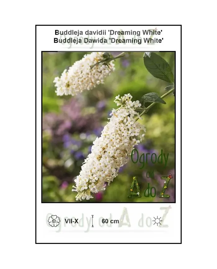 Buddleja-davidii-Dreaming-White.jpg