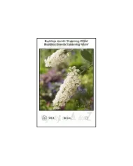 Buddleja-davidii-Dreaming-White.jpg