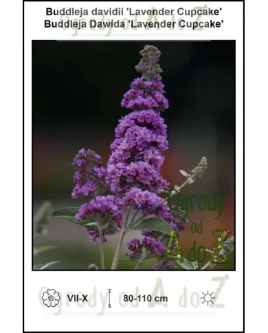 Buddleja-davidii-Lavender-Cupcake.jpg