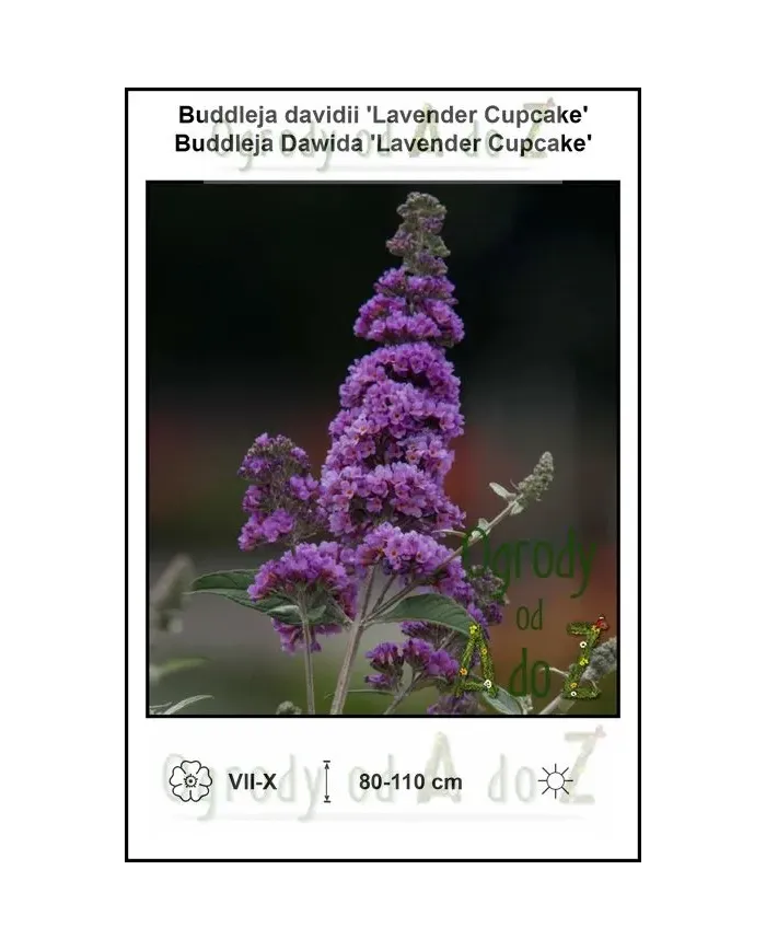 Buddleja-davidii-Lavender-Cupcake.jpg