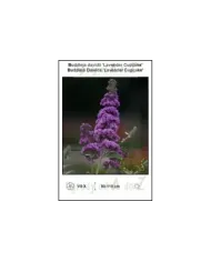 Buddleja-davidii-Lavender-Cupcake.jpg