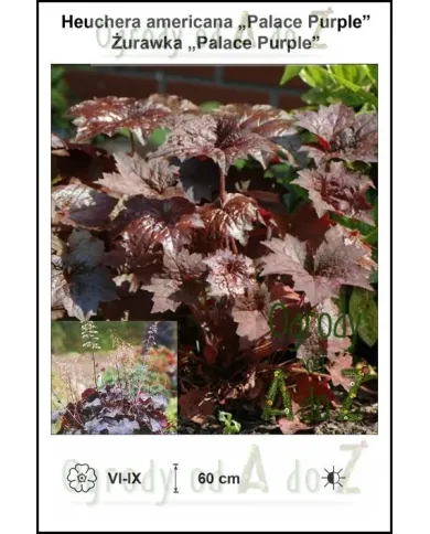 Heuchera-americana-Palace-Purple.jpg Heuchera-americana-Palace-Purple.jpg