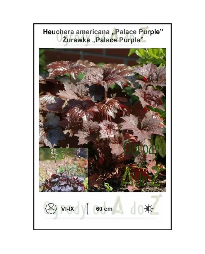 Heuchera-americana-Palace-Purple.jpg